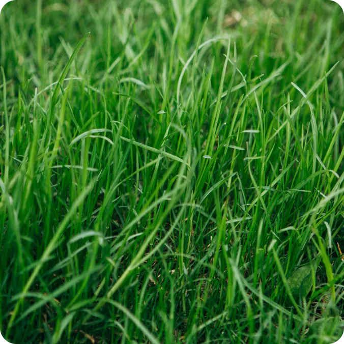 Kentucky Bluegrass