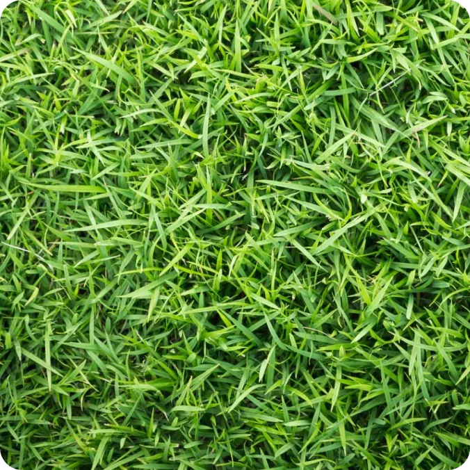 Perennial Ryegrass