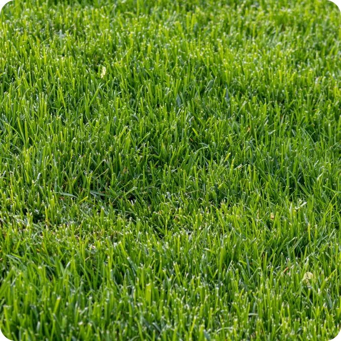 Tall Fescue